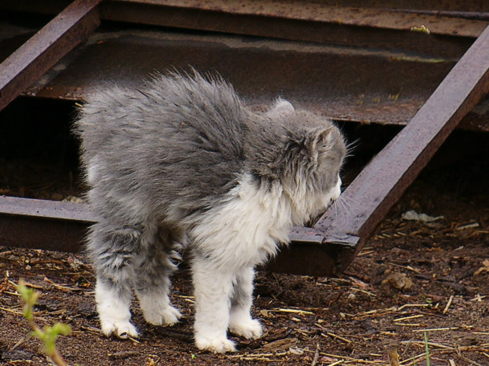 photo "***" tags: nature, genre, pets/farm animals