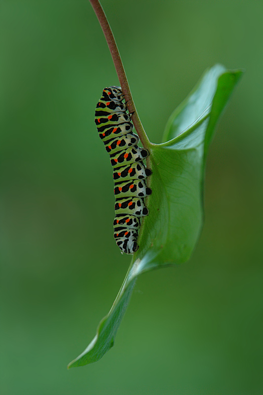 photo "***" tags: macro and close-up, 