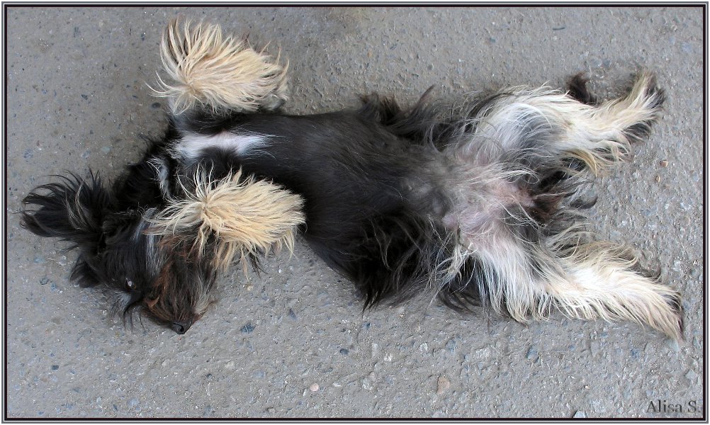 photo "CHapa waits weasels." tags: nature, pets/farm animals