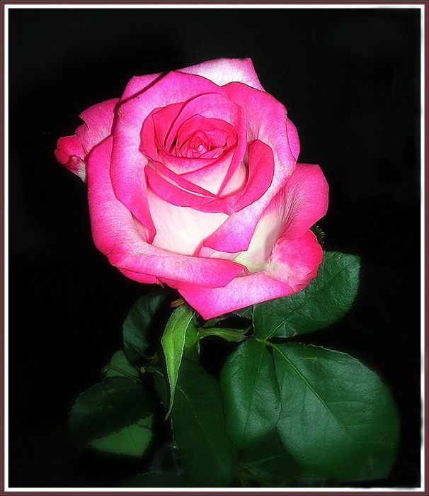 фото "Rose" метки: , 