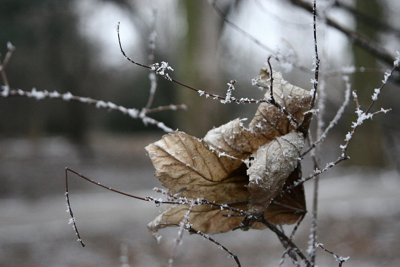 photo "***" tags: landscape, winter