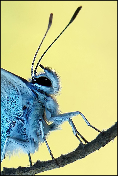 фото "Голубянка" метки: макро и крупный план, природа, насекомое