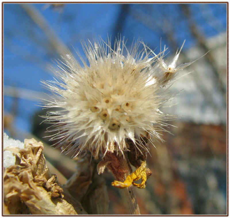 photo "Цветы" tags: nature, macro and close-up, 