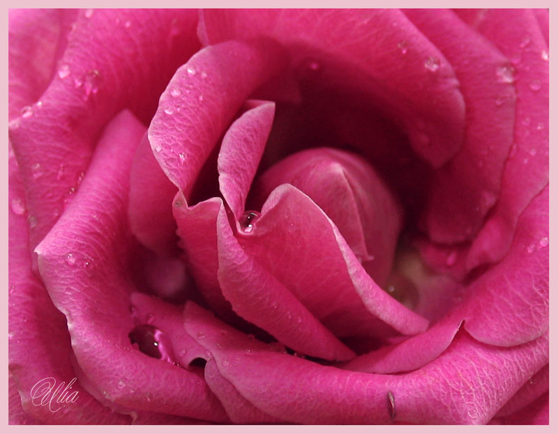 фото "***" метки: природа, цветы