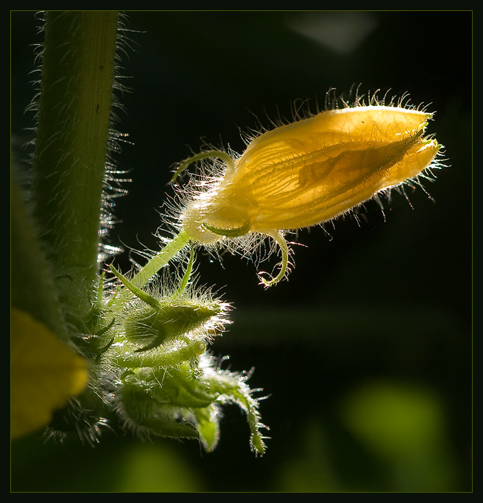 photo "Kitchen Garden (1)" tags: macro and close-up, nature, flowers