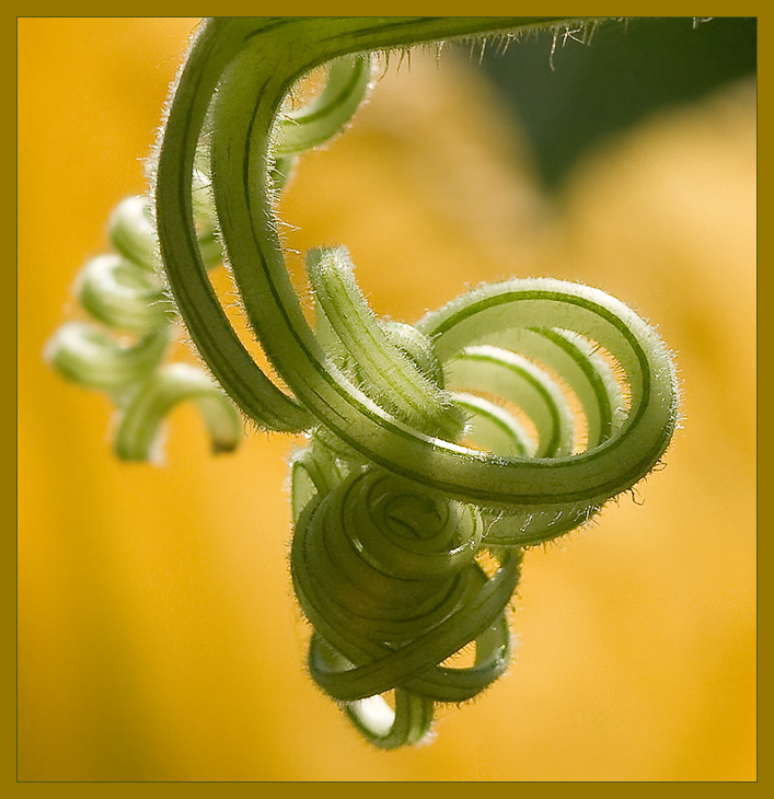 photo "Kitchen Garden (2)" tags: macro and close-up, nature, flowers