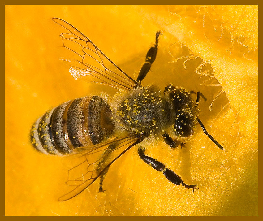 photo "Bee" tags: macro and close-up, nature, insect