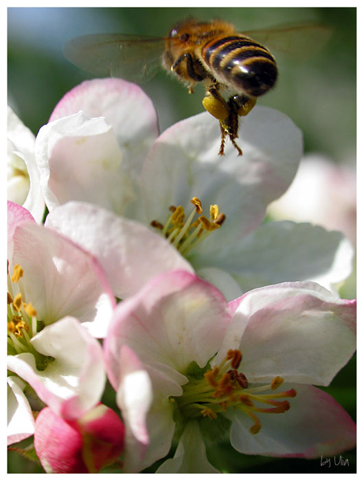 photo "***" tags: nature, insect