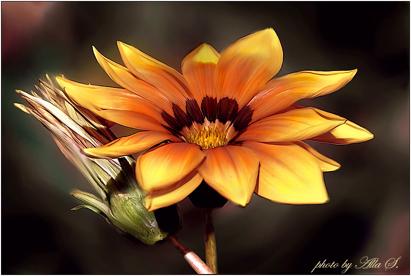 фото "Огненный цветок" метки: природа, макро и крупный план, цветы