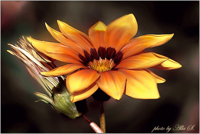 photo "***" tags: nature, macro and close-up, flowers