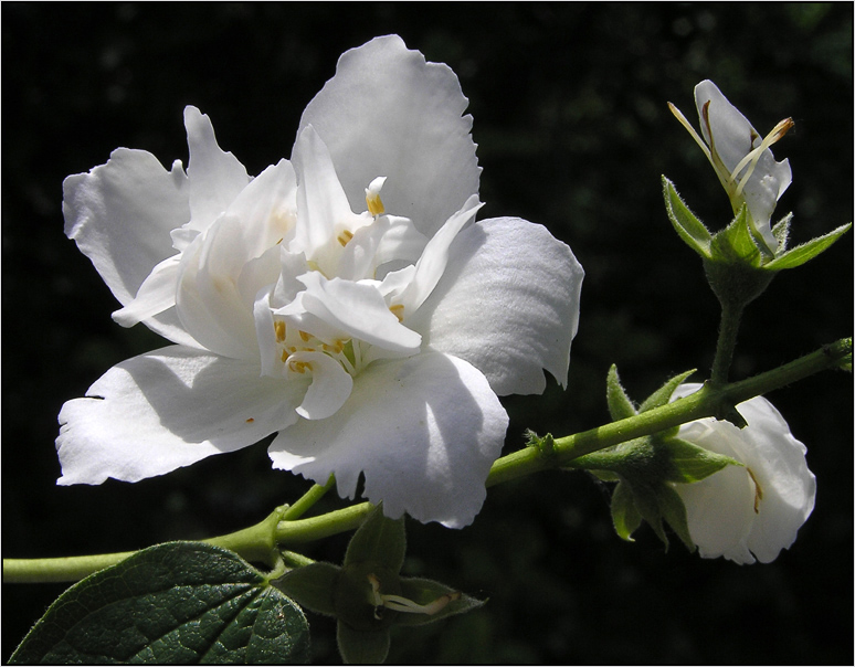 photo "Jasmine" tags: macro and close-up, nature, flowers
