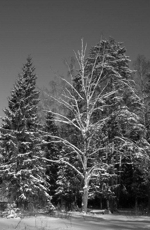 photo "***" tags: landscape, forest