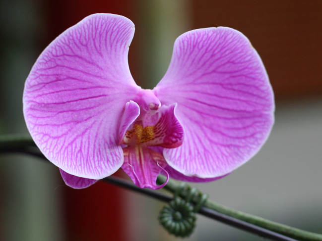 photo "Singapore Orchid 2" tags: macro and close-up, 