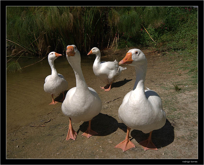 photo "bad boys" tags: nature, pets/farm animals