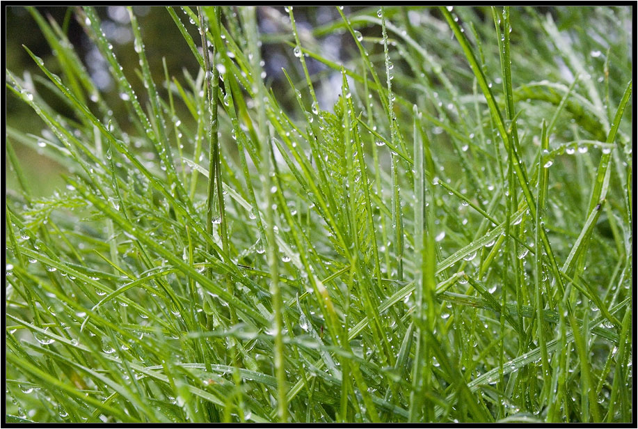 photo "After rain/" tags: nature, flowers