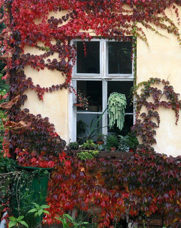 photo "30865 Fall window" tags: still life, 