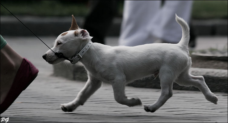 фото "летающая собака" метки: природа, жанр, домашние животные