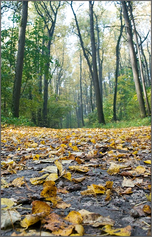 photo "FALLen" tags: landscape, autumn