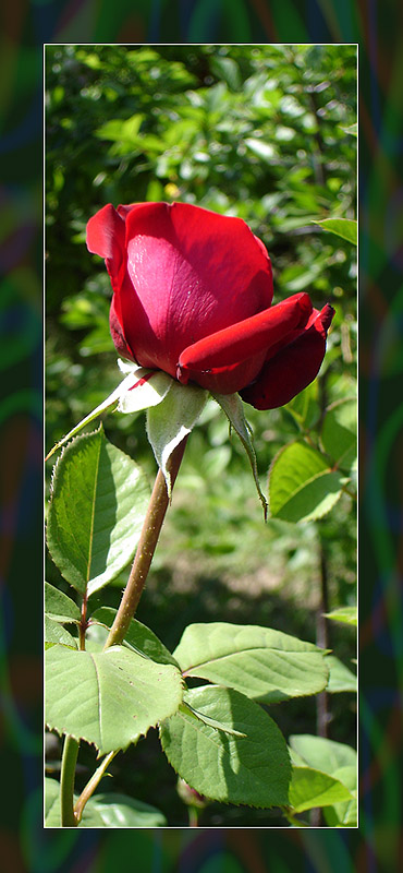 photo "Younge lady" tags: nature, flowers