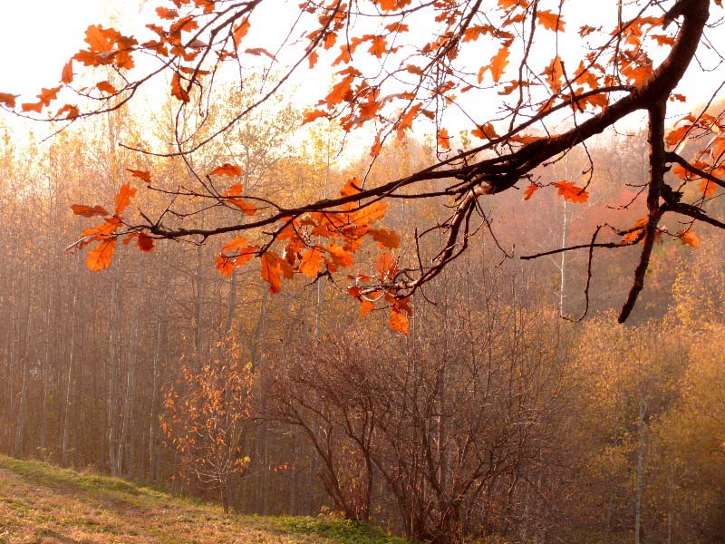 photo "***" tags: landscape, forest