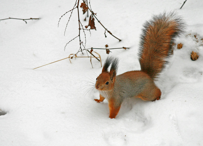 photo "Going for  delicacy" tags: nature, wild animals