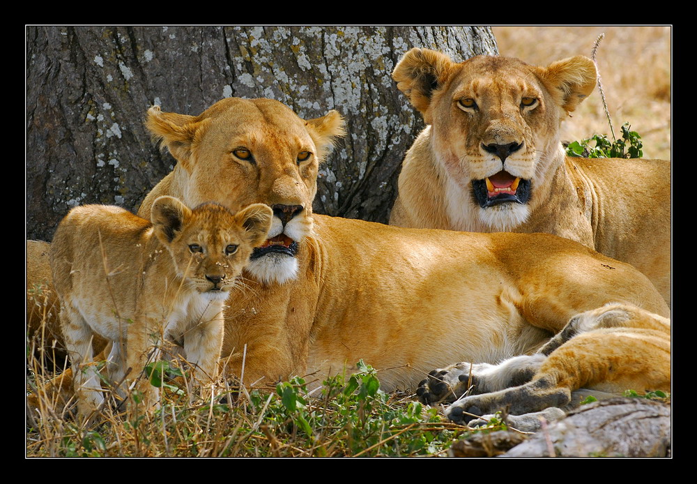 фото "lions" метки: путешествия, природа, Африка, дикие животные
