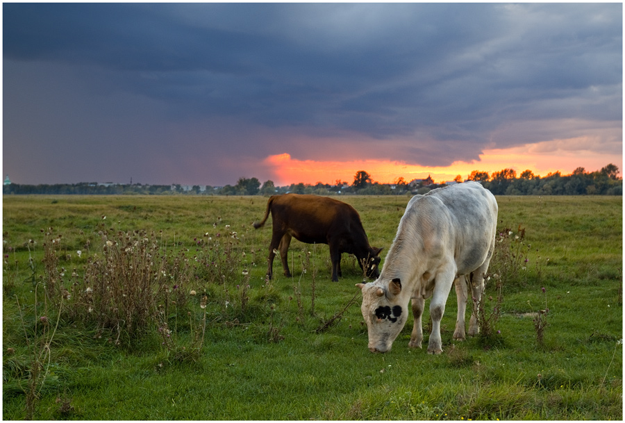 photo "***" tags: nature, pets/farm animals