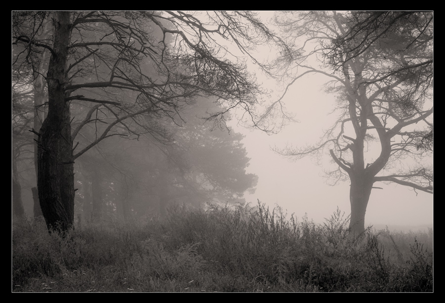 photo "***" tags: black&white, landscape, forest