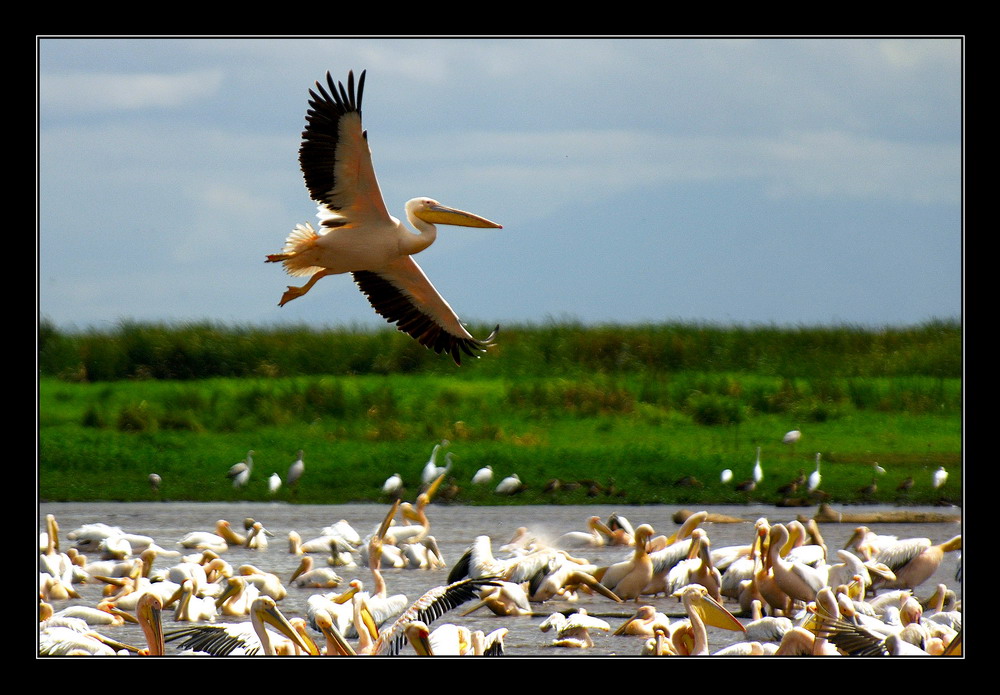 photo "***" tags: travel, nature, Africa, wild animals