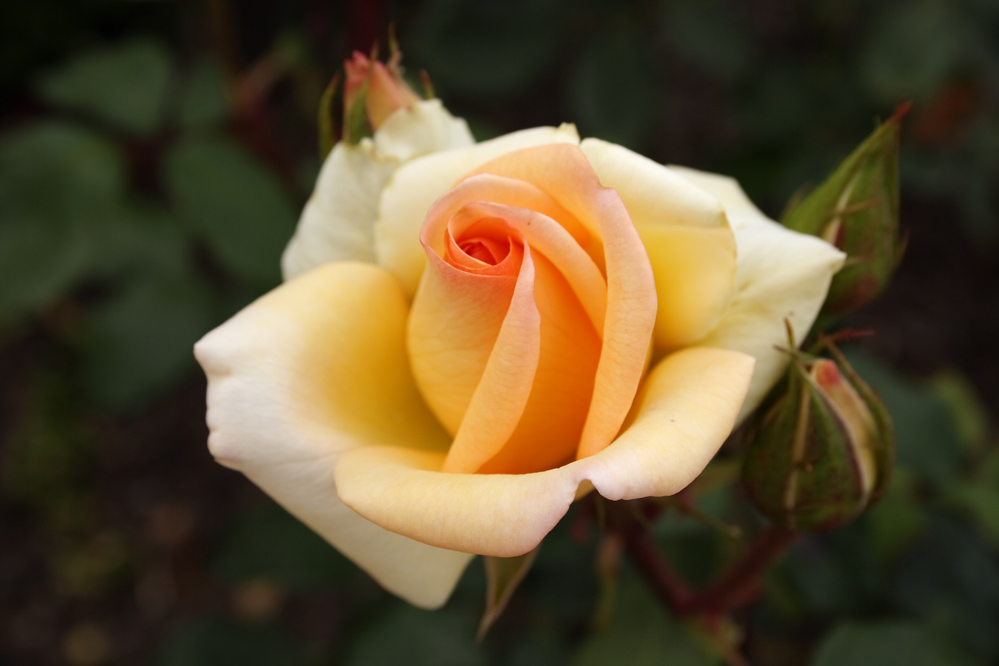 photo "***" tags: nature, flowers
