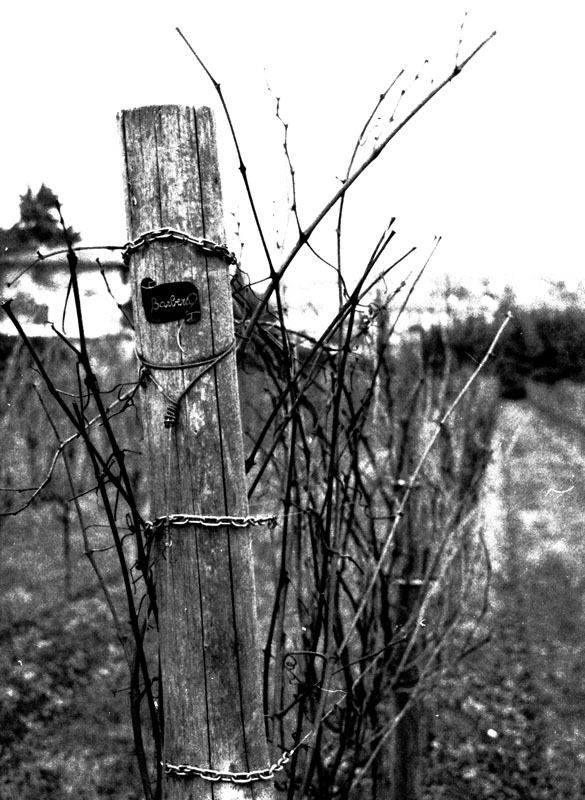 photo "Barbera" tags: black&white, nature, flowers