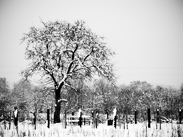 photo "Winter in my village" tags: landscape, winter