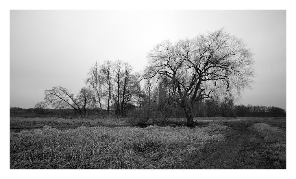 photo "Tristesse" tags: landscape, winter