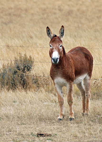 photo "Yes  ?" tags: nature, pets/farm animals