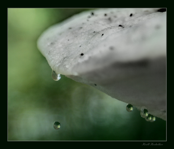 photo "dripping mushrooms" tags: , 