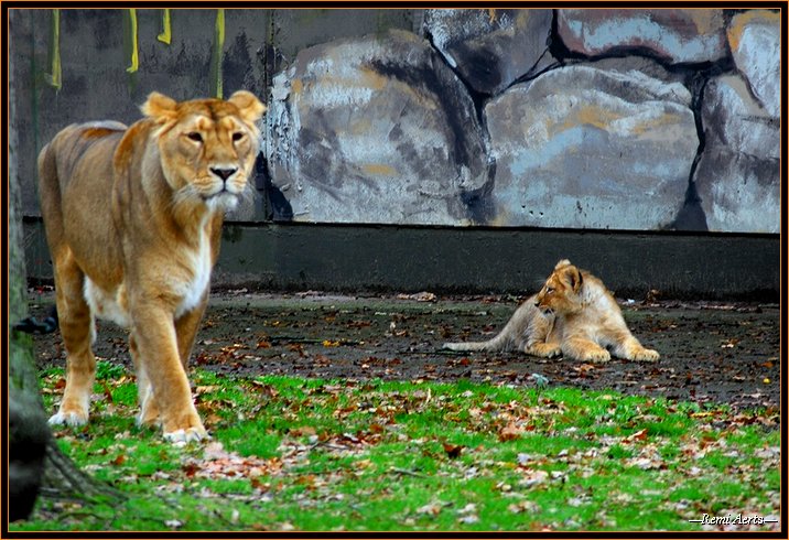 фото "young live in the zoo" метки: природа, путешествия, дикие животные
