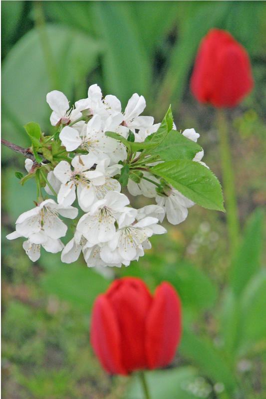 photo "***" tags: landscape, macro and close-up, spring