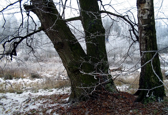 photo "The Allegory of Strength and Tenderness" tags: landscape, winter