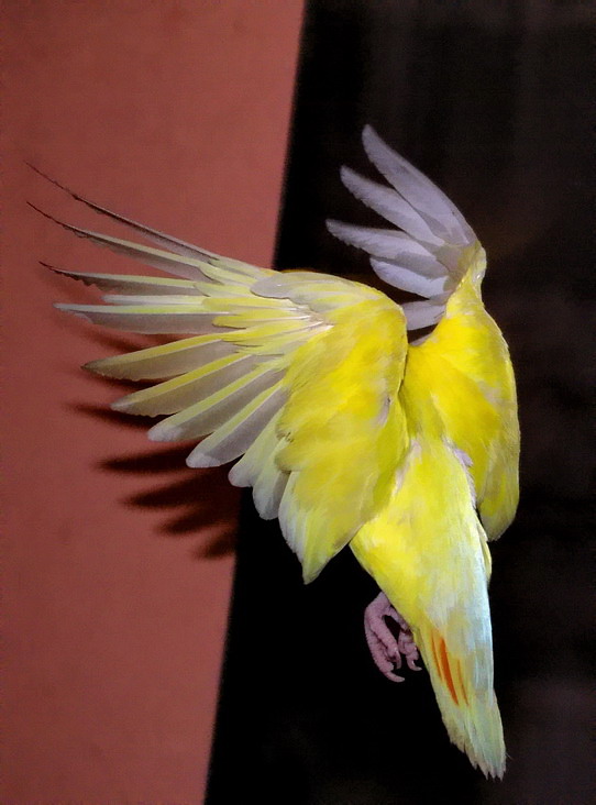 photo "Parrot" tags: nature, pets/farm animals