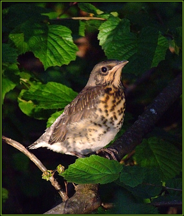 photo "***" tags: nature, wild animals