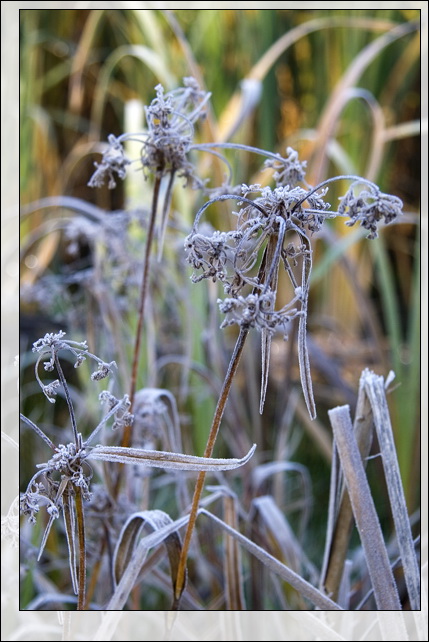 photo "Autumn" tags: landscape, nature, autumn, flowers