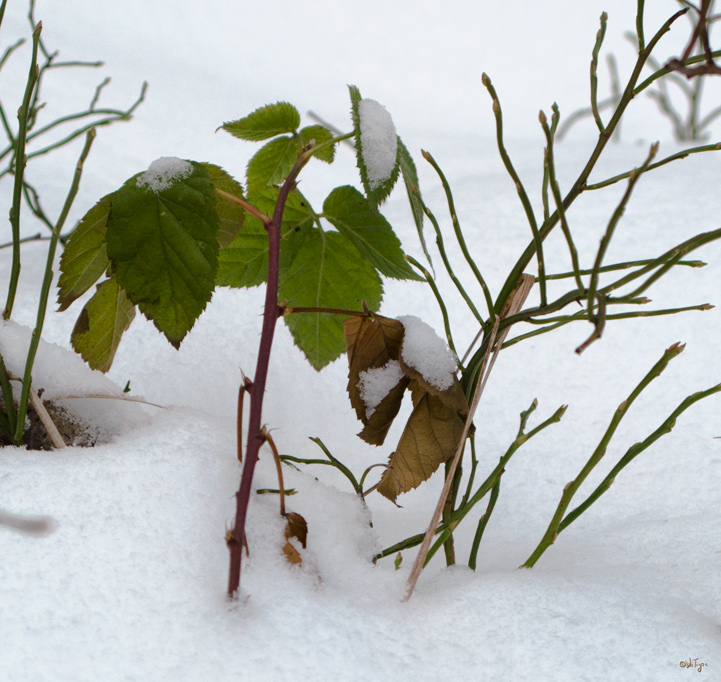 photo "Forest still life" tags: landscape, forest, winter
