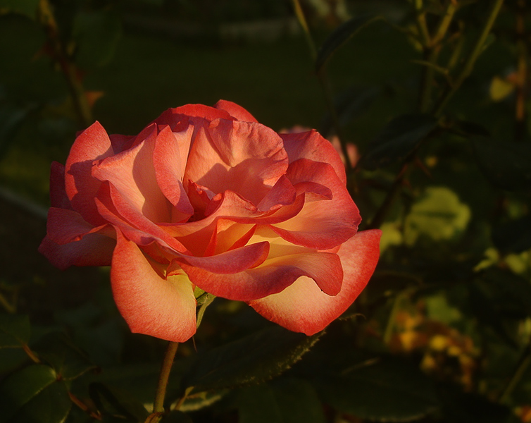 photo "***" tags: landscape, nature, flowers, summer