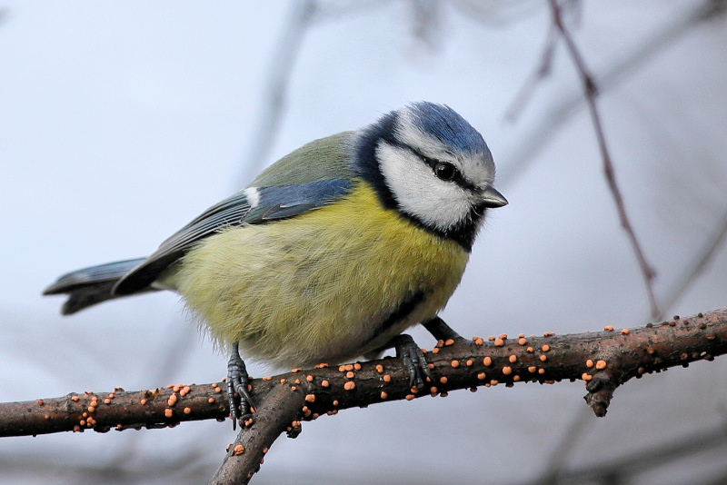 photo "Parus caeruleus (4)" tags: nature, wild animals