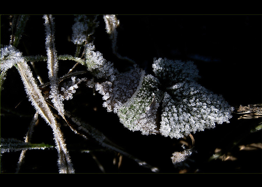 photo "Ice" tags: nature, flowers