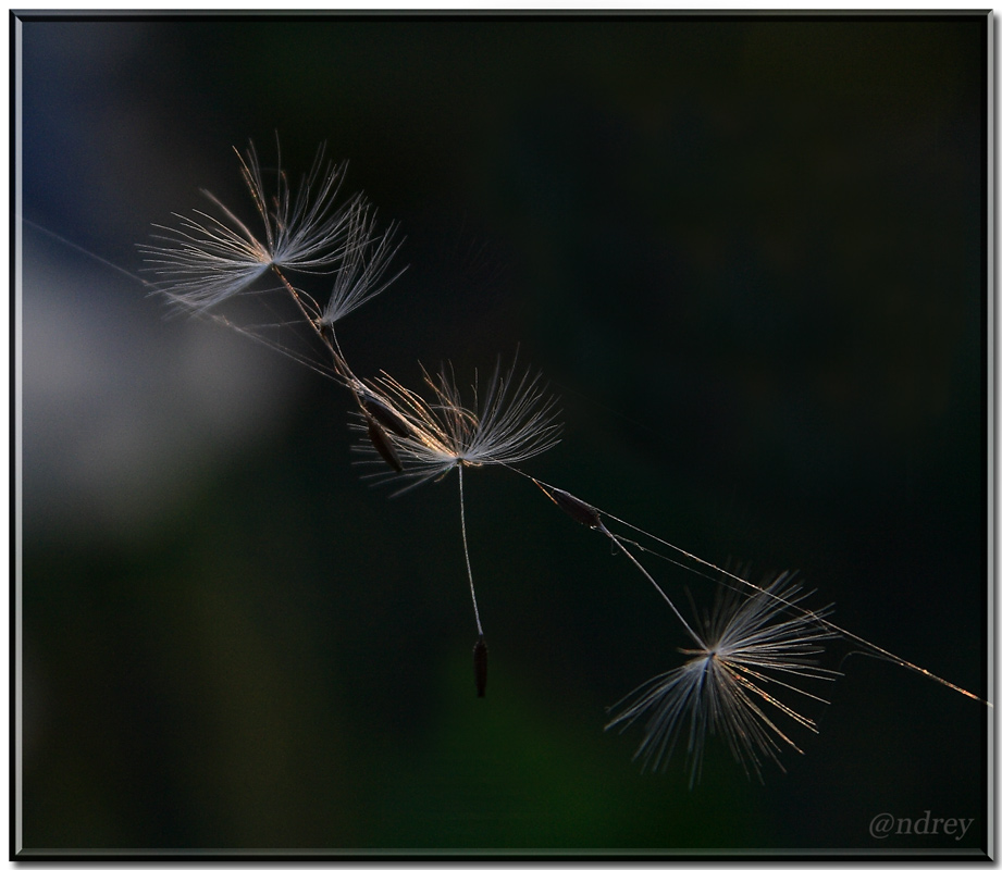 photo "***" tags: nature, flowers