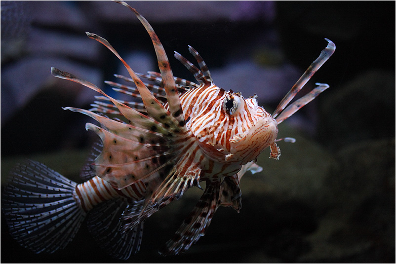 photo "Lion-fish" tags: nature, wild animals