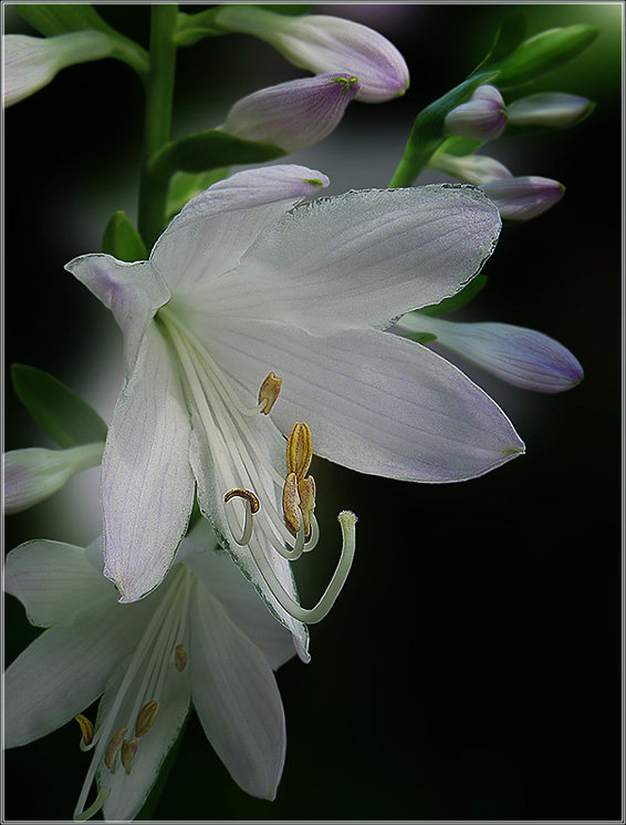 photo "***" tags: nature, flowers