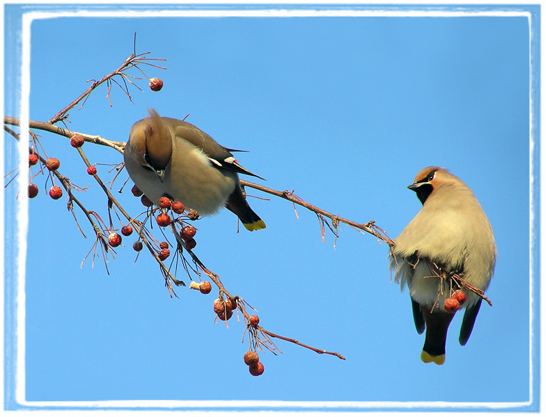 photo "Hungry and full" tags: nature, wild animals