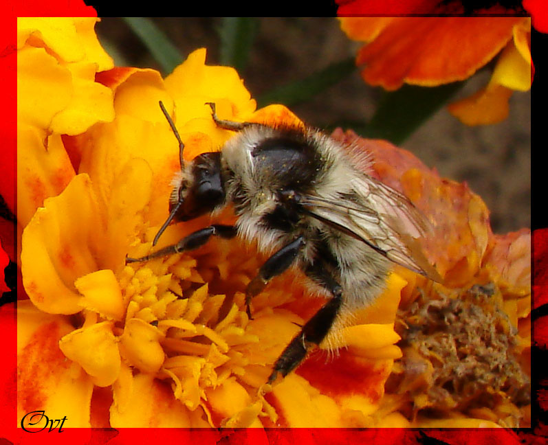 photo "***" tags: macro and close-up, nature, insect